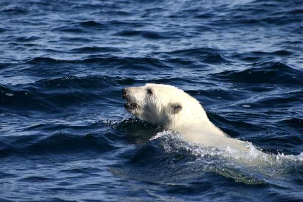 A close-up of a polar bear swimming in the Arctic Ocean. Image courtesy of NOAA.